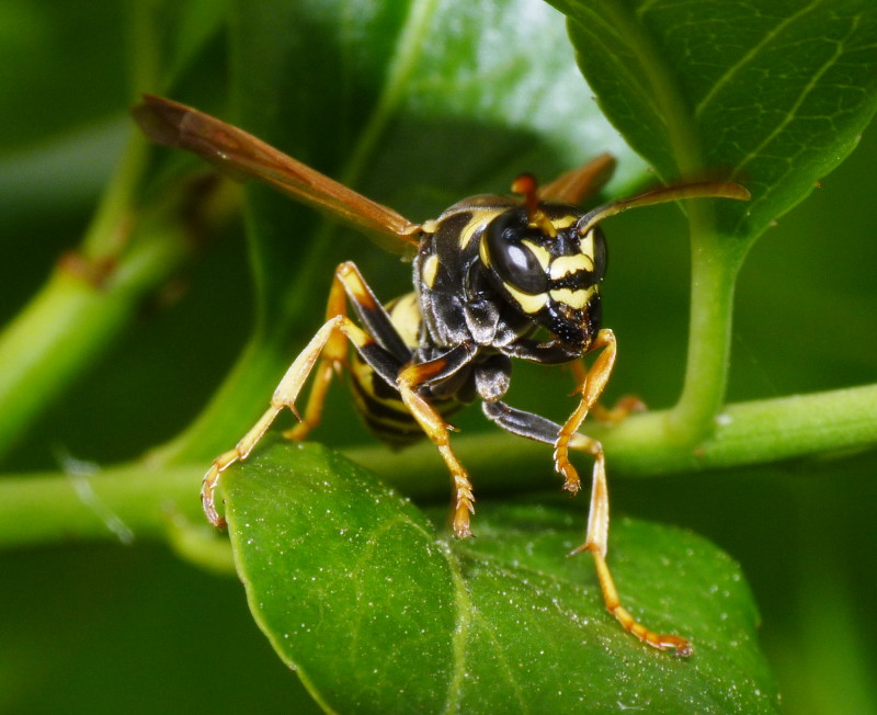 Polistes sp.
